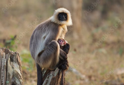 Malabar Sacred Langur or Black-footed gray langur - Semnopithecus hypoleucos is Old World monkey, found in southern India, female with the baby sitting on the stump in Nagarhole park photo