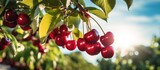 A cluster of cherries dangles from a tree branch, showcasing natures bounty. These seedless fruits are a delicious and nutritious natural food