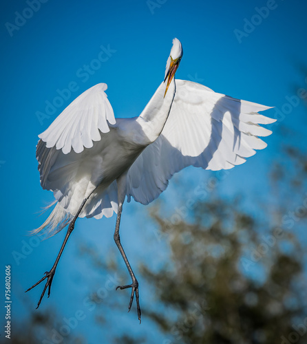 a white great egret comes in for landing with wings spread in mating season photo