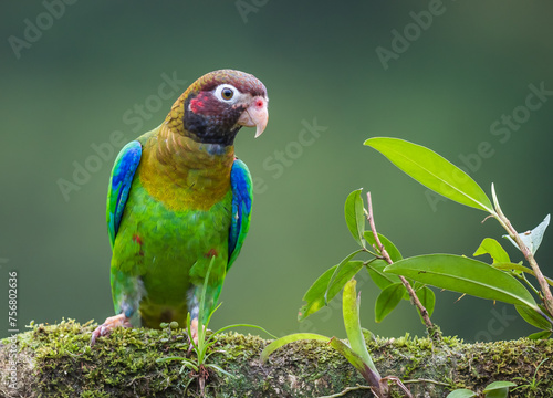 Brightly colored Brown-hooded parrot (Pyrilia haematotis) sitting on a tree branch.tif photo
