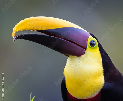 Extreme closeup of the Chestnut mandibled toucan in Costa Rica photo
