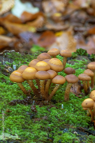 Group of autumn mushroom among green grass and moss in the forest/The close family of mushrooms growing beam/Mushroom-Flammula pinicola photo