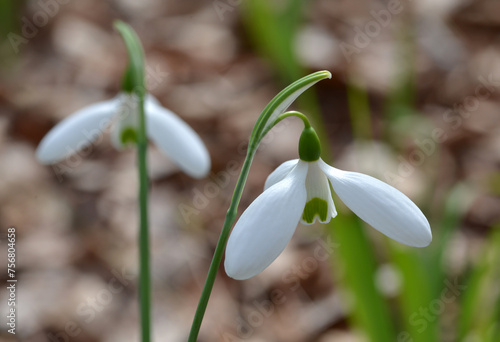 Wallpaper Mural スノードロップ Torontodigital.ca