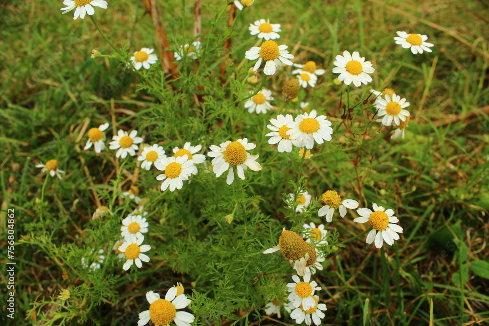 Fototapeta premium field of daisies