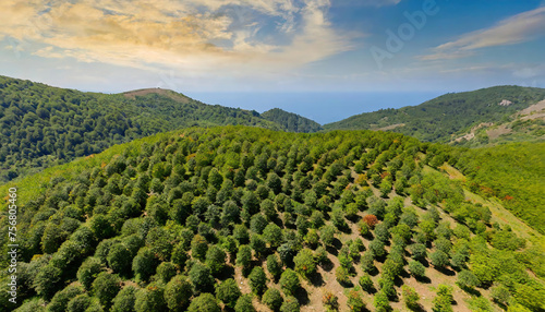 Aerial view of hazelnut trees on the mountain in the Black Sea region of Turkey  photo