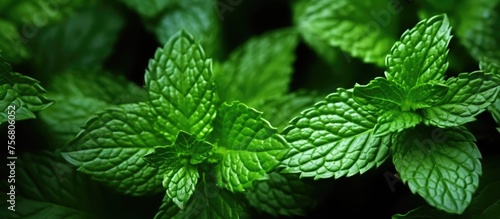 A close up of mint leaves on a flowering plant in the hemp family, also known as a subshrub or herb. The plant is a terrestrial groundcover with annual growth