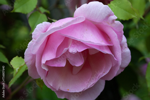 Rosa 'Lyiiang rose', flower detail photo
