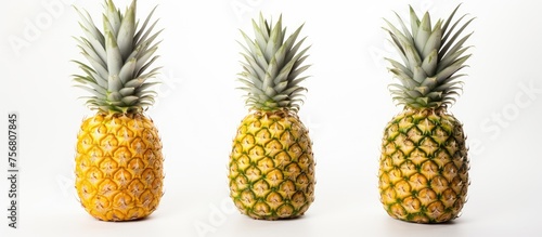 Three green pineapples, a type of accessory fruit, are arranged in a row on a white background. Pineapples are natural foods that come from a terrestrial plant