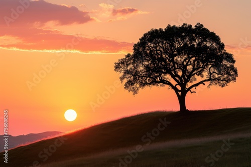 Lone Tree On A Hill Silhouetted Against The Sunset