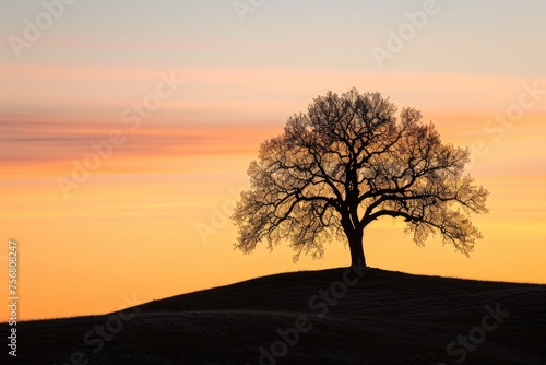 Lone Tree On A Hill Silhouetted Against The Sunset