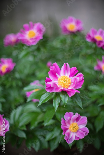 ピンクの芍薬の花 © 泰介 大塚