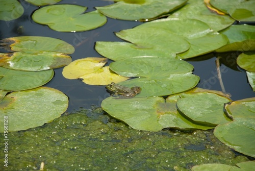 A frog standing on a waterlily in a pond. 