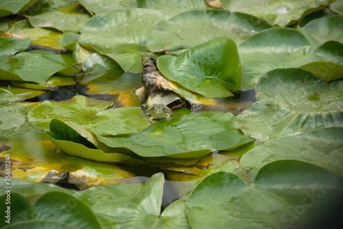 A green frog swimming in a pond. 