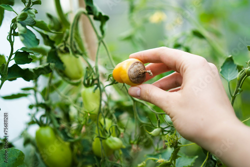 Vertex rot is a disease of tomatoes, problems in gardening, yellow ripe rotten tomatoes in hands, vegetables with phytophthora, crop loss photo