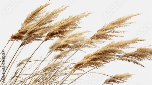 A wreath of dry autumn grass with flower spikes blowing in the wind.