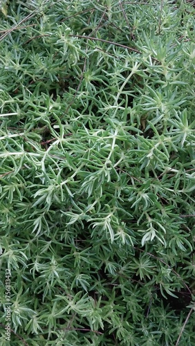 image of  the colorful plant