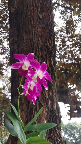 the fresh colorful flowers in the park