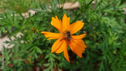 the fresh colorful flowers in the park