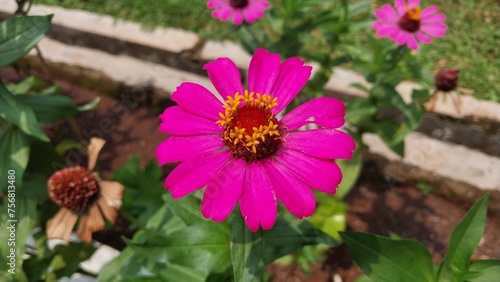 the fresh colorful flowers in the park