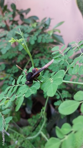 Bee look for honey in the green plants