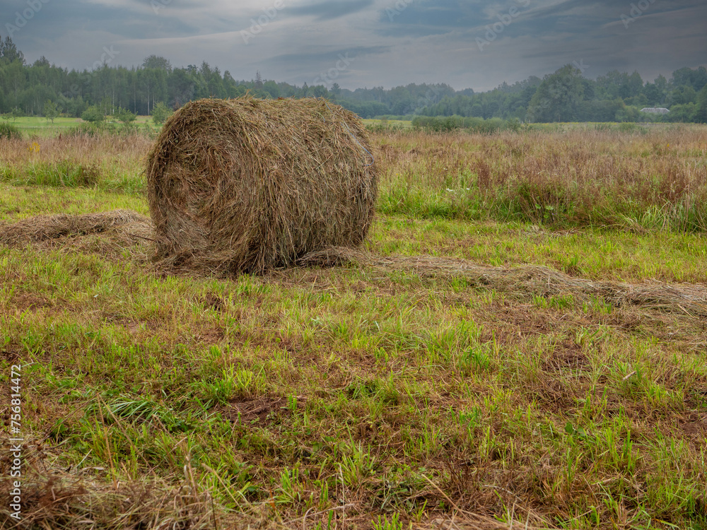 Round shape bale of hey in a field, blue cloudy sky. Rural landscape. Agriculture and farming industry. Winter foliage preparation. Stock up concept.