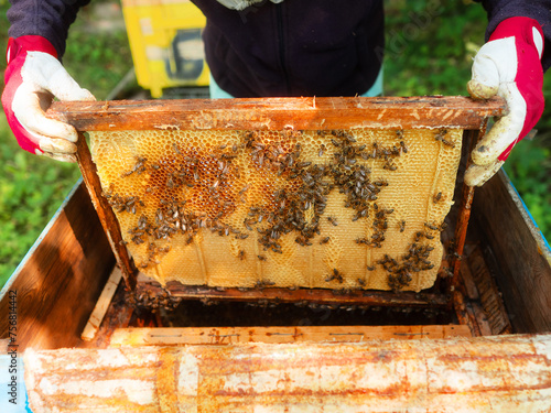 Beekeeper holding wooden frame with honey comb and bees over beehive for visual check and the state inspection. Work on farm. Honey and bee products production. Soft and airy look. Popular hobby.