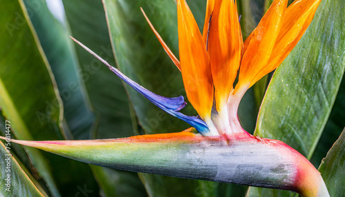 A detailed close-up shot of a strelitzia blossom, commonly known as the bird of paradise flower, capturing its vibrant colors, unique shape, and intricate details