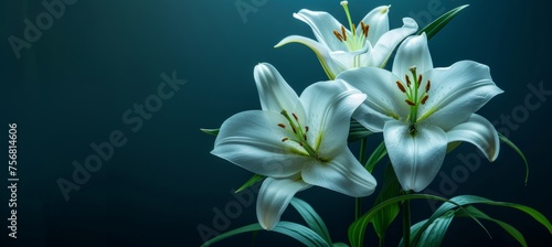 Funeral lily displayed on dark background with expansive area for accommodating text