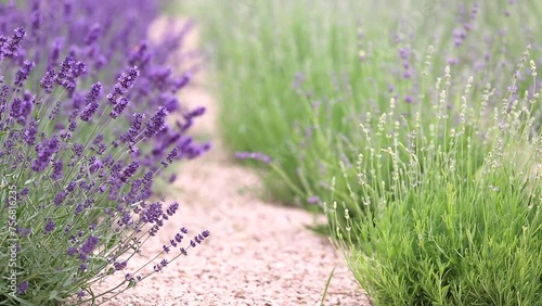 Sunset over a violet lavender field in Provence, France