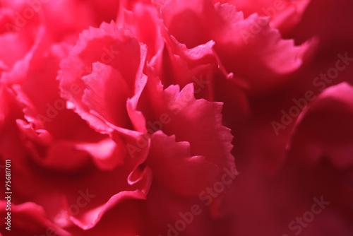Macro shot of carnation flower