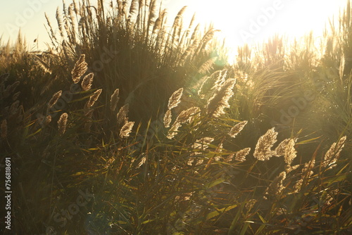 golden summer plants 