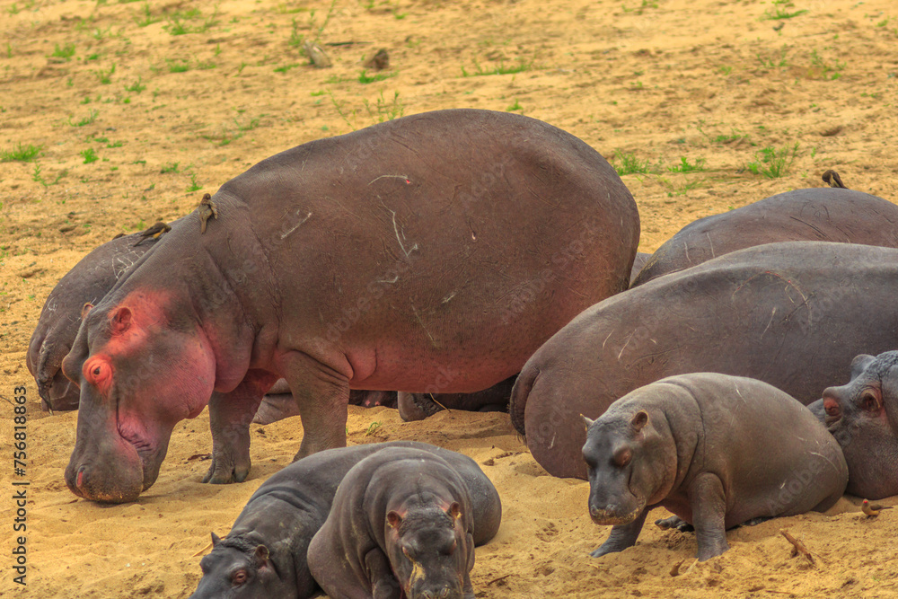 South African hippopotamus or Cape hippopotamus in Kruger National Park, South Africa. The Hippo is a semi aquatic mammal and most dangerous mammal in Africa. South African hippopotamus or Cape hippopotamus in Kruger National Park, South Africa. The Hippo is a semi aquatic mammal and most dangerous mammal in Africa.
