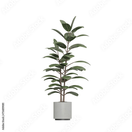 Potted plants isolated on white background