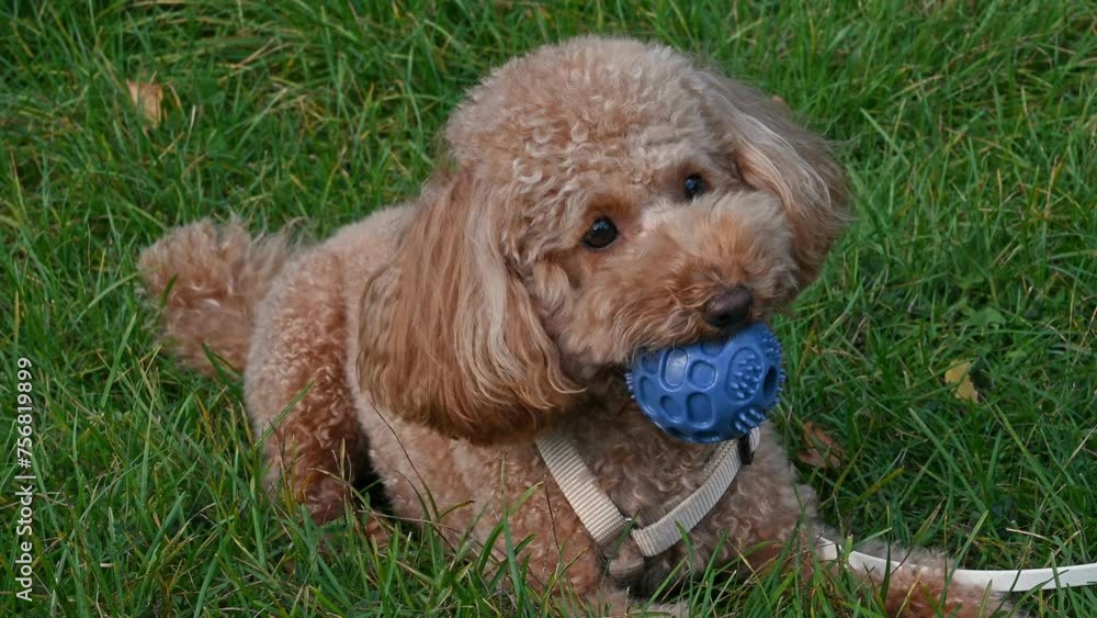cute toy poodle plays with ball on the grass. cute toy poodle plays with ball on the grass.
