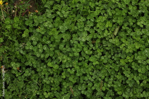clover field
