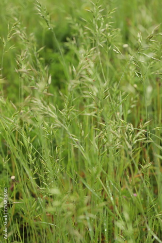 close up of green grass