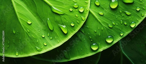 A macro shot of three green leaves with water drops on them, showcasing the beauty and intricacy of plant life and the importance of moisture in botany