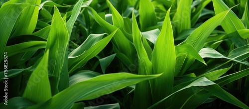 A closeup of green leaves on a terrestrial plant in the grass family. The intricate pattern of the leaves showcases the beauty of nature in agriculture
