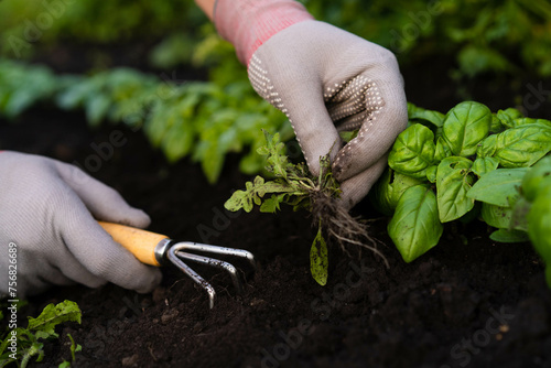 weed removal in a garden with a long root, care and cultivation of vegetables, plant cultivation, weed control, root remover in the hands of a gardener