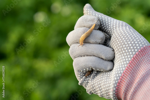 Slug Garden and Crop Pest on Gardener's Hand, Space for Text photo