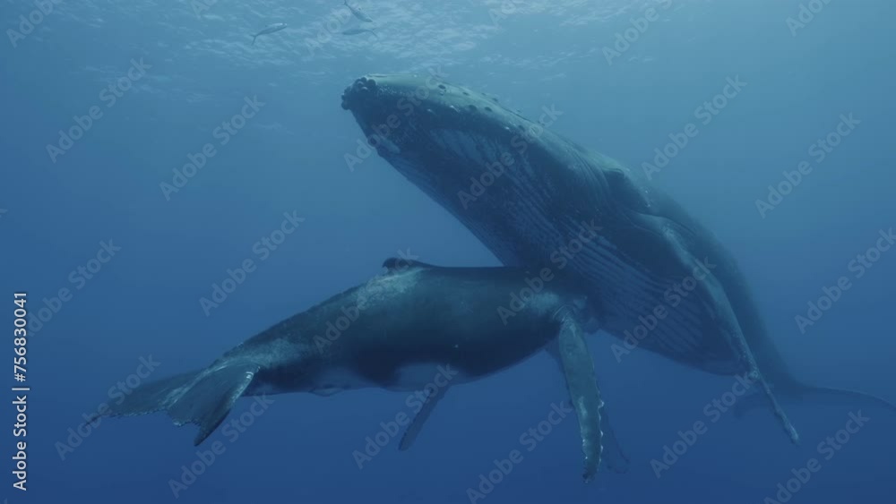 Side view shot of a mother humpback whale and her baby cuddling, with their heads touching each other. Check my portfolio for similar footages. Side view shot of a mother humpback whale and her baby cuddling, with their heads touching each other. Check my portfolio for similar footages.