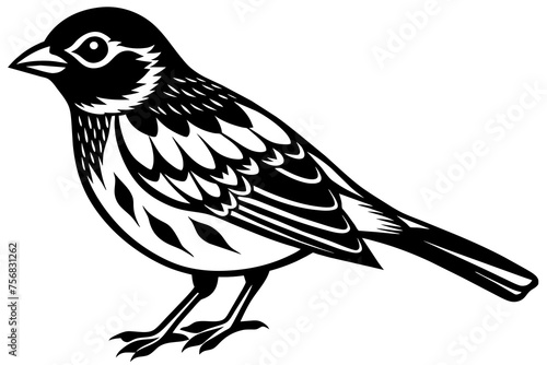 Illustration of a bird