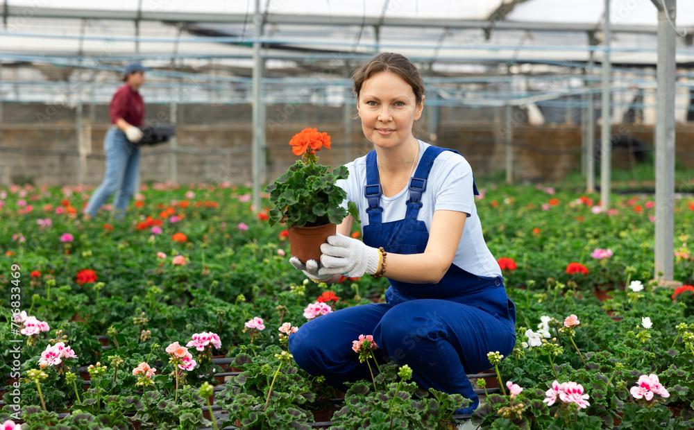 Adult woman in uniform holding flower pot with peralgonium in greenhouse