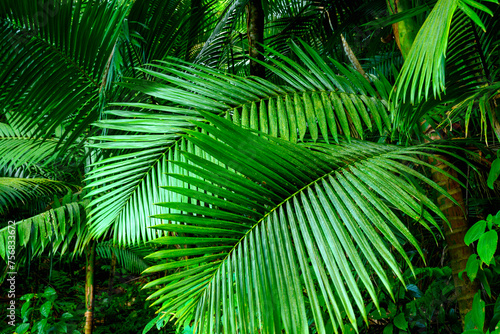 Phoenicophorium or Phoenicophorium borsigianum, the thief palm in the family Arecaceae, growing in El Yunque National Forest Tropical Rainforest in Puerto Rico, USA photo