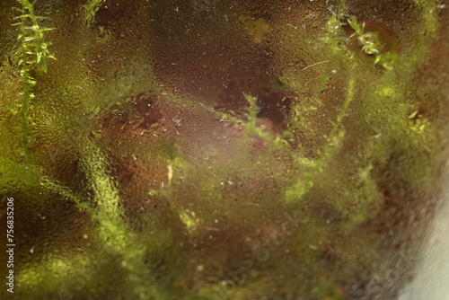 Moss growing in a glass jar. Macro shot from the inside.