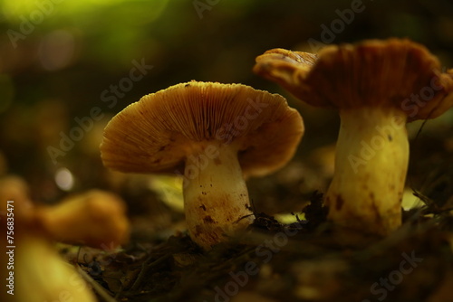 Close-up of mushrooms in the forest