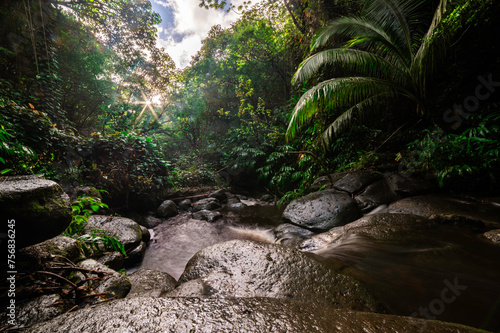 Jungle in Hawaii