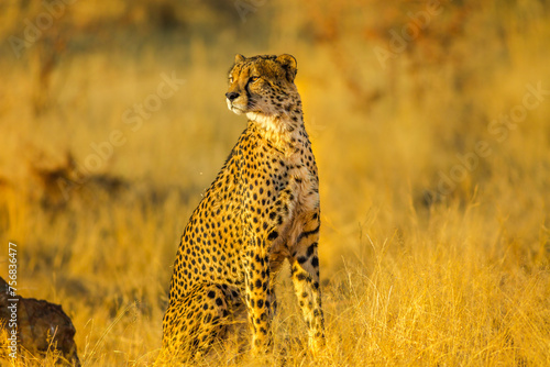 African cheetah species Acinonyx jubatus, family of felids, standing in Madikwe Game Reserve, South Africa. Natural habitat in dry season with blurred background. Side view.