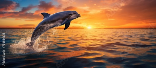 A common dolphin gracefully leaping out of the liquid expanse of the water against the backdrop of a colorful sunset sky, with fluffy clouds and a scenic natural landscape © 2rogan