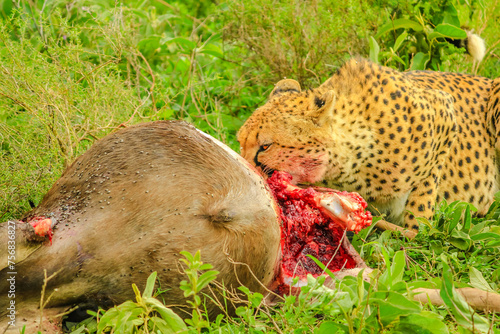 Hunting scene. Cheetah feeding with its prey meat on the grass in Ndutu Area of Ngorongoro Conservation Area, Tanzania, Africa.